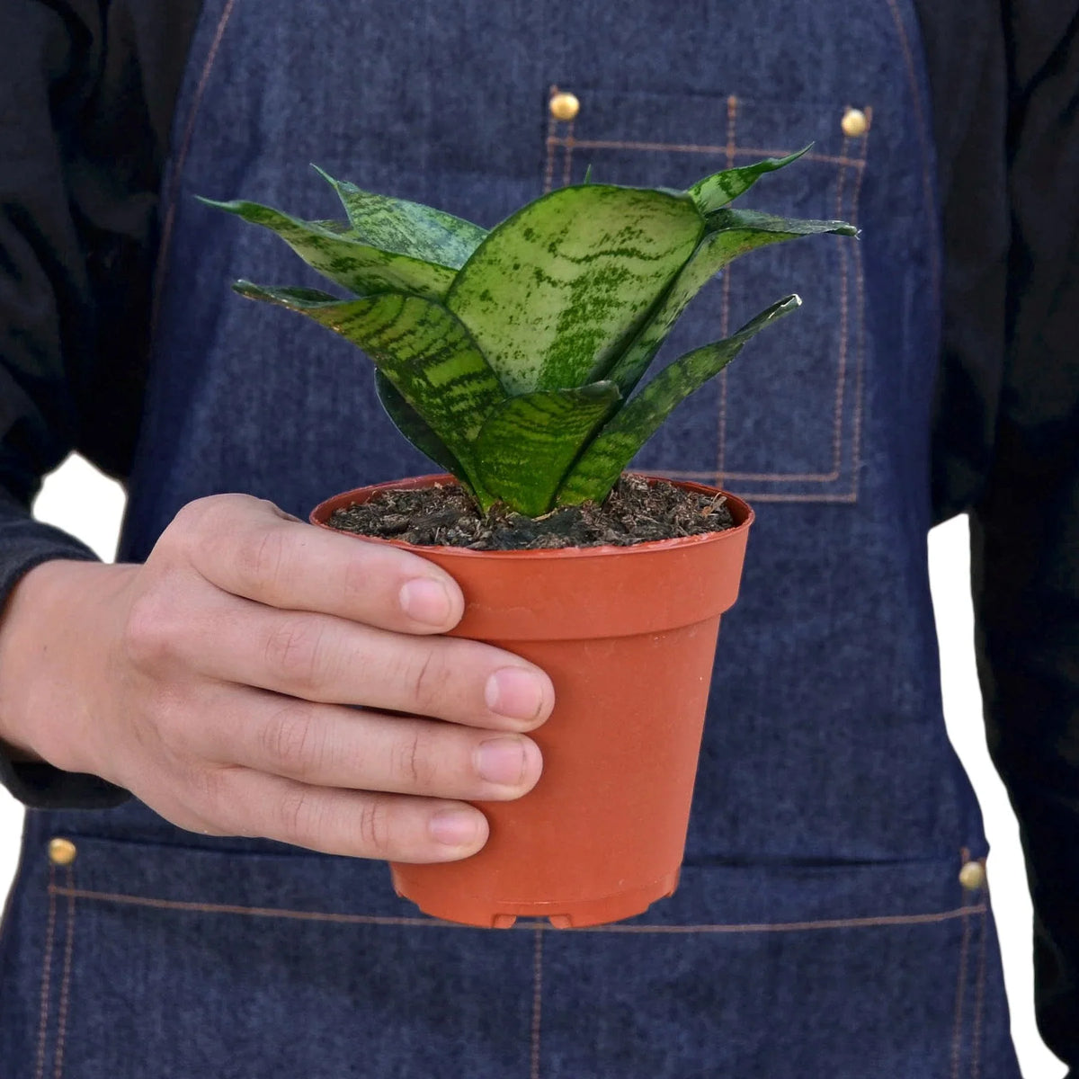 sansevieria trifasciata 'black robusta' Snake Plant Black Robusta