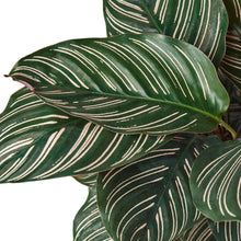 Load image into Gallery viewer, Calathea 'Ornata'