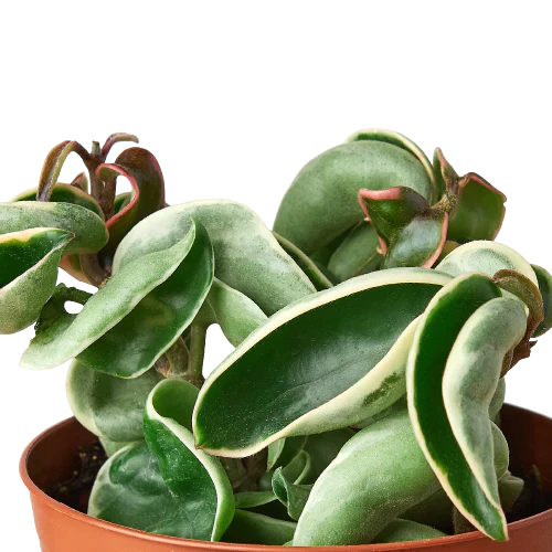 rope succulent plant Hoya 'Rope Plant' Variegated
