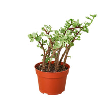 Load image into Gallery viewer, Succulent 'Rainbow Elephant Bush'