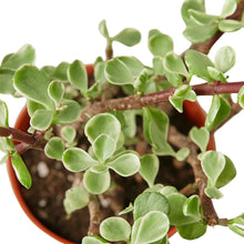Load image into Gallery viewer, Succulent 'Rainbow Elephant Bush'
