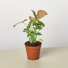 Load image into Gallery viewer, Syngonium Strawberry