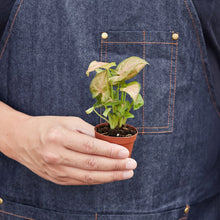 Load image into Gallery viewer, Syngonium Strawberry