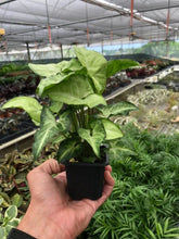 Load image into Gallery viewer, Syngonium White Butterfly