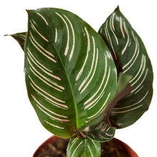 Load image into Gallery viewer, Calathea 'Ornata'