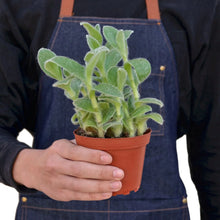Load image into Gallery viewer, Tradescantia White Velvet