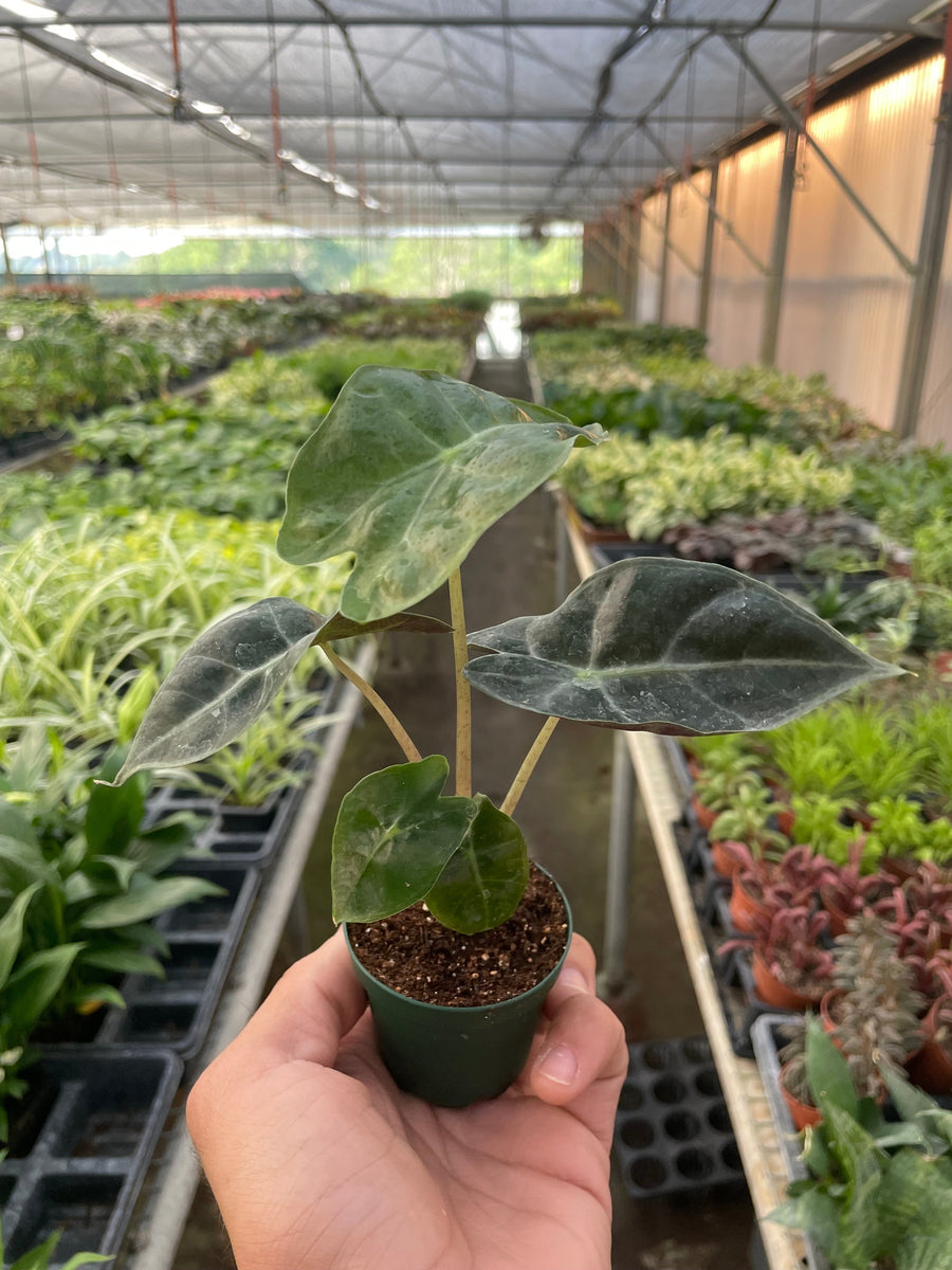 african mask elephant ear plant Alocasia Polly 'African Mask' – Mickey Hargitay Plants