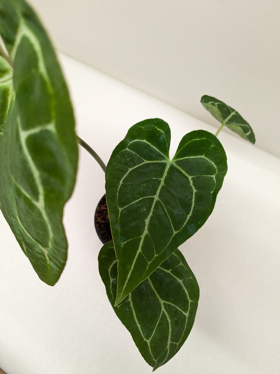 anthurium bakeri x crystallinum Anthurium Crystallinum – Mickey Hargitay Plants