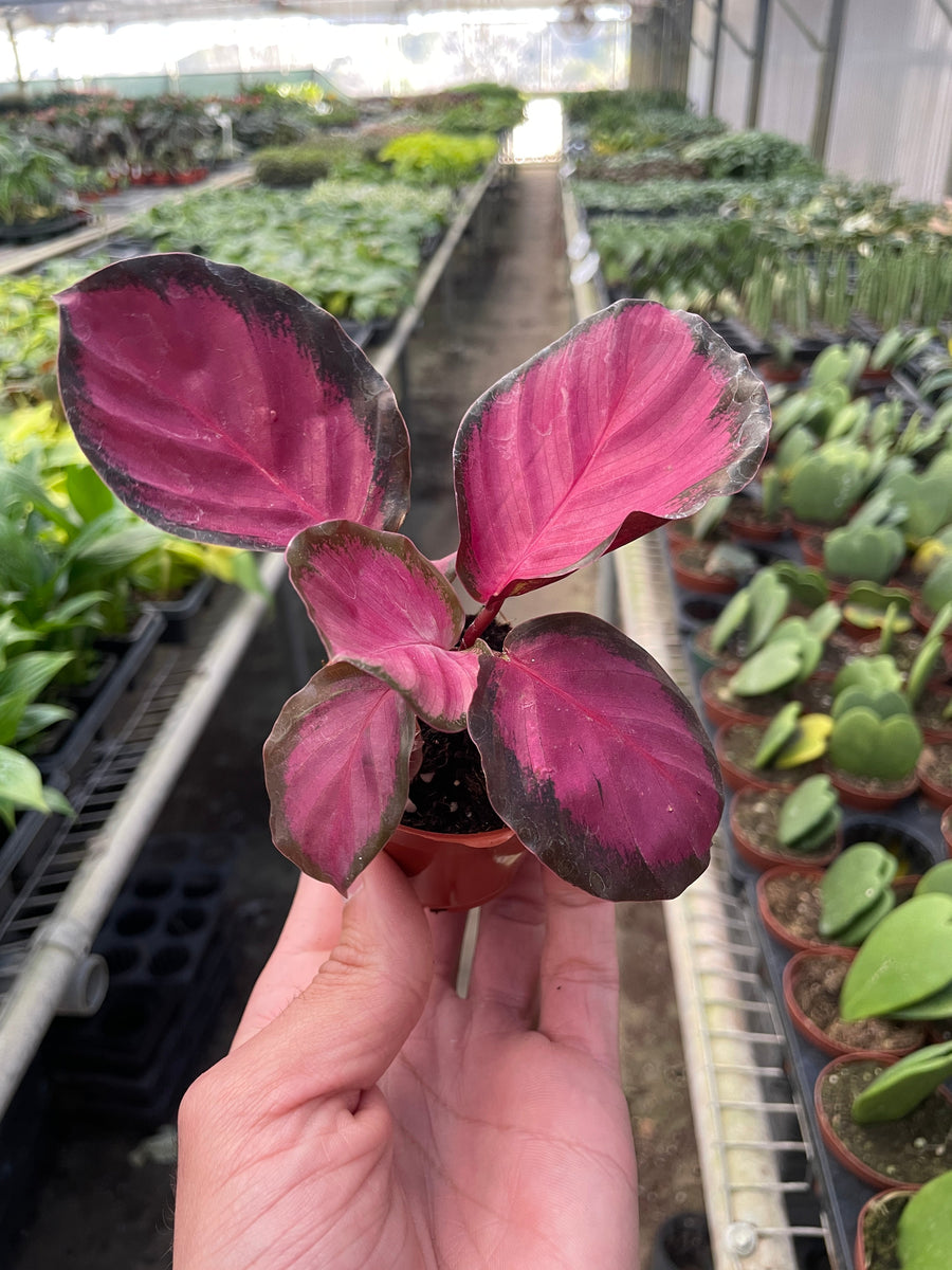 Calathea 'Purple Rose' – Mickey Hargitay Plants