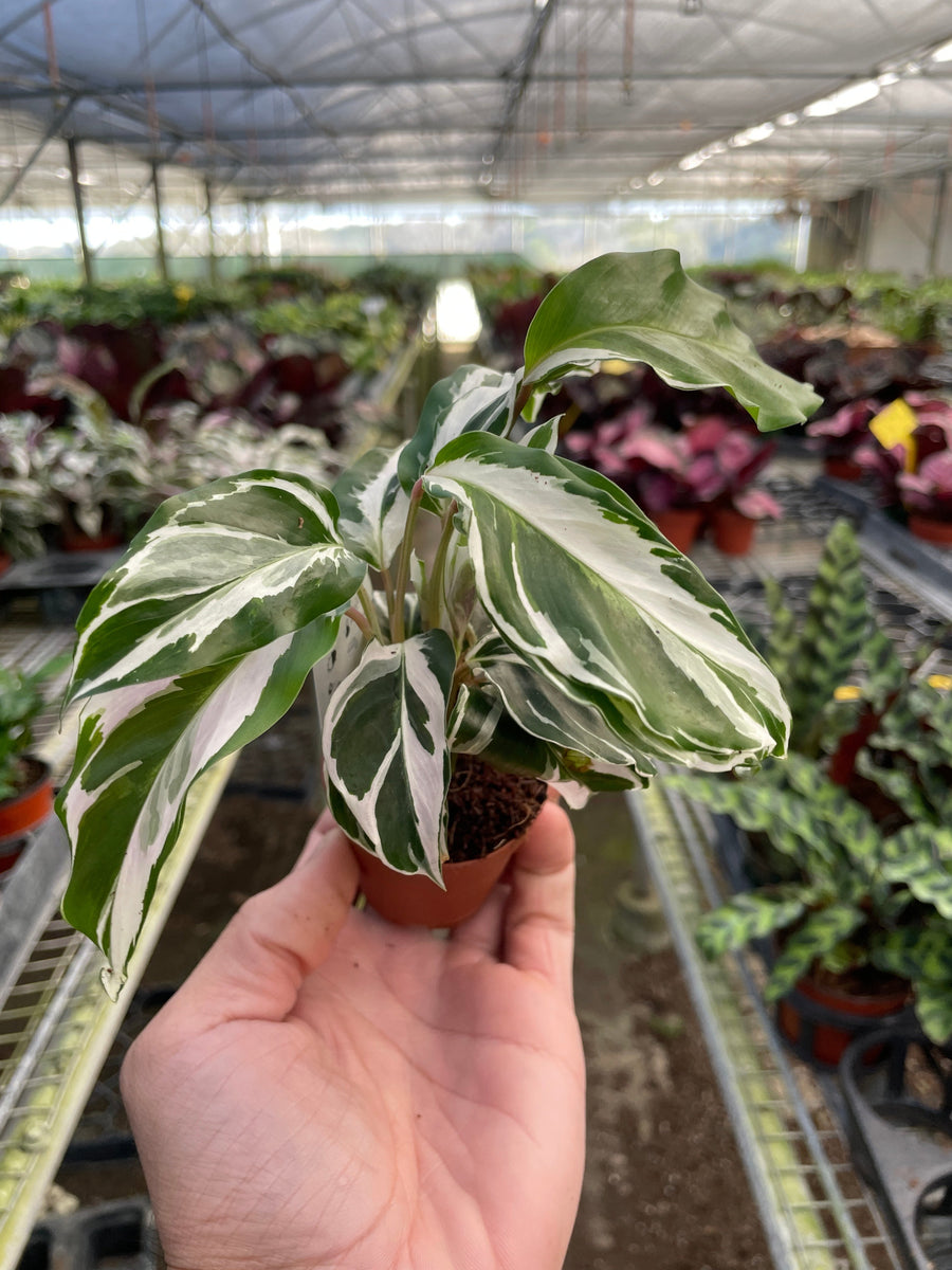 Calathea 'White Fusion' – Mickey Hargitay Plants