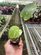Load image into Gallery viewer, 📬 Monstera 'Thai Constellation'