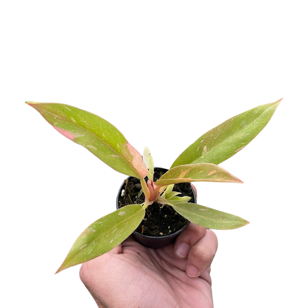 philodendron fire ring Philodendron Ring of Fire Variegated – Mickey Hargitay Plants