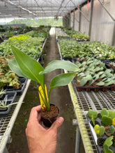 Load image into Gallery viewer, White Bird of Paradise 'Strelitzia Nicolai'