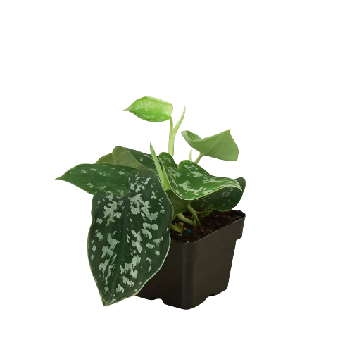 satin leaf pothos Pothos 'Satin' – Mickey Hargitay Plants