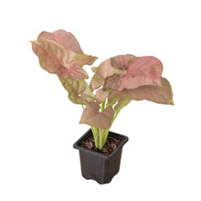 Load image into Gallery viewer, Syngonium Strawberry