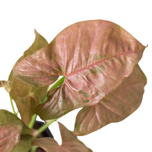 Load image into Gallery viewer, Syngonium Strawberry