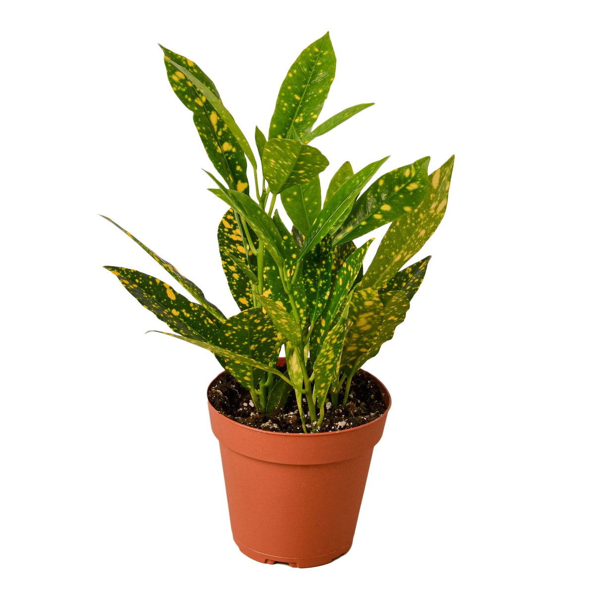 Croton 'Gold Dust' – Mickey Hargitay Plants