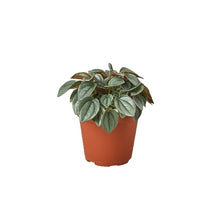 Load image into Gallery viewer, Peperomia 'Napoli Nights' - 4" Pot