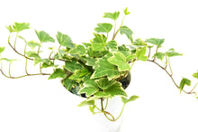 Load image into Gallery viewer, English Ivy 'Eva'