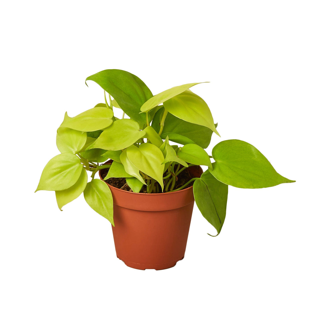 Philodendron 'Neon'  Mickey Hargitay Plants