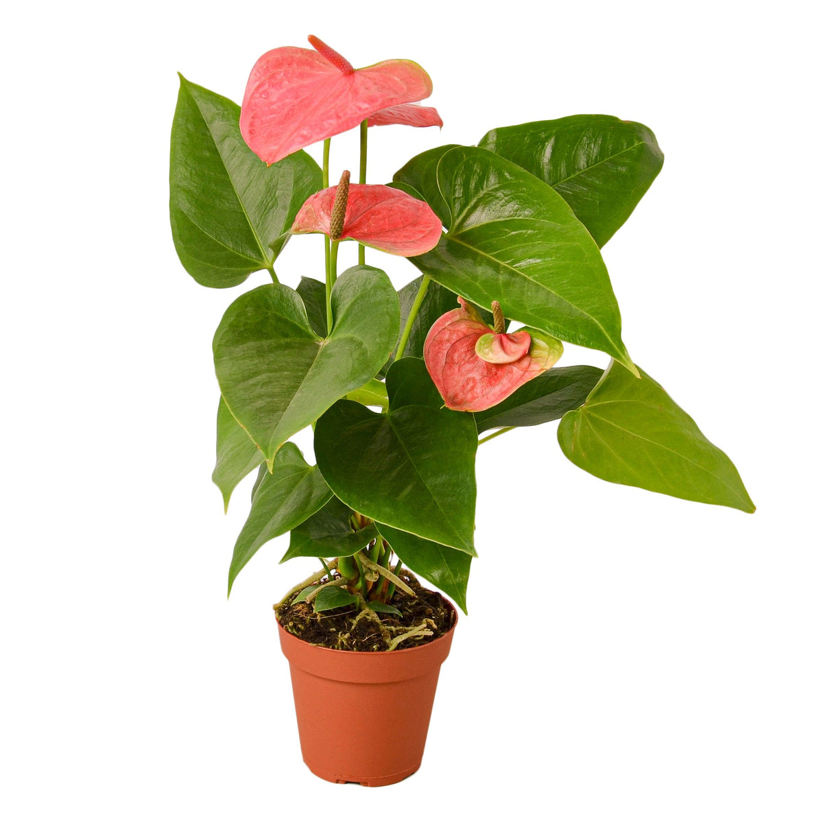anthurium colorado pink Anthurium 'Pink'