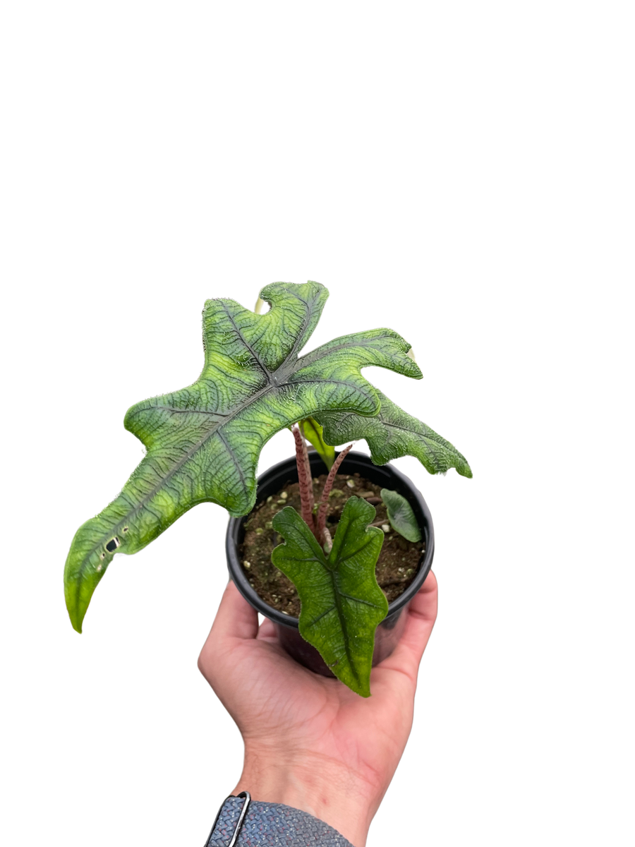alocasia-jacklyn-mickey-hargitay-plants