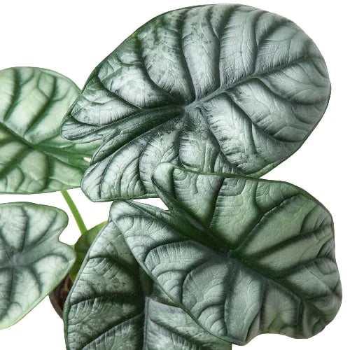 4_ALOCASIA_SILVER_DRAGON_2_500