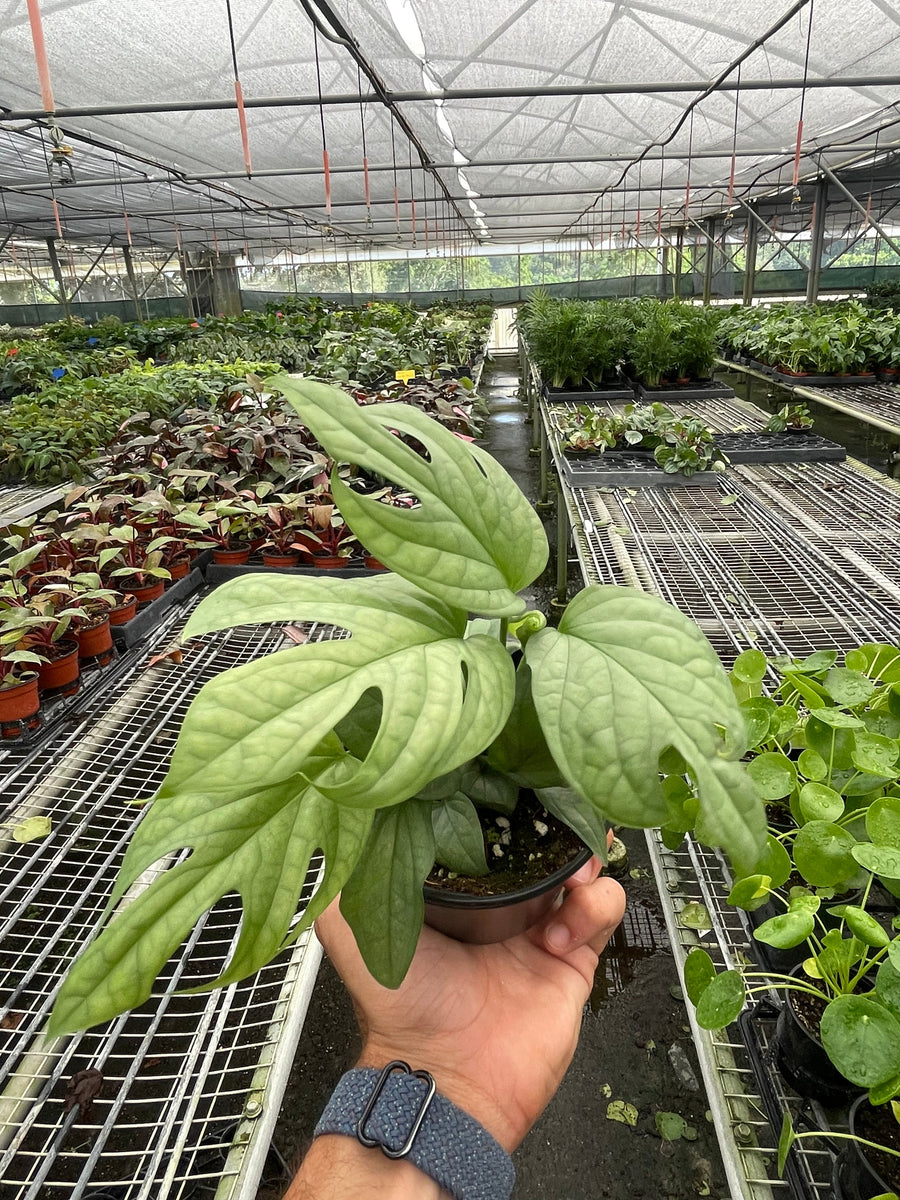 Amydrium 'Silver'  Mickey Hargitay Plants