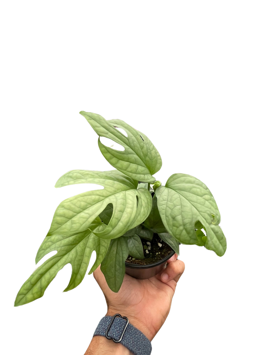 Amydrium 'Silver' – Mickey Hargitay Plants