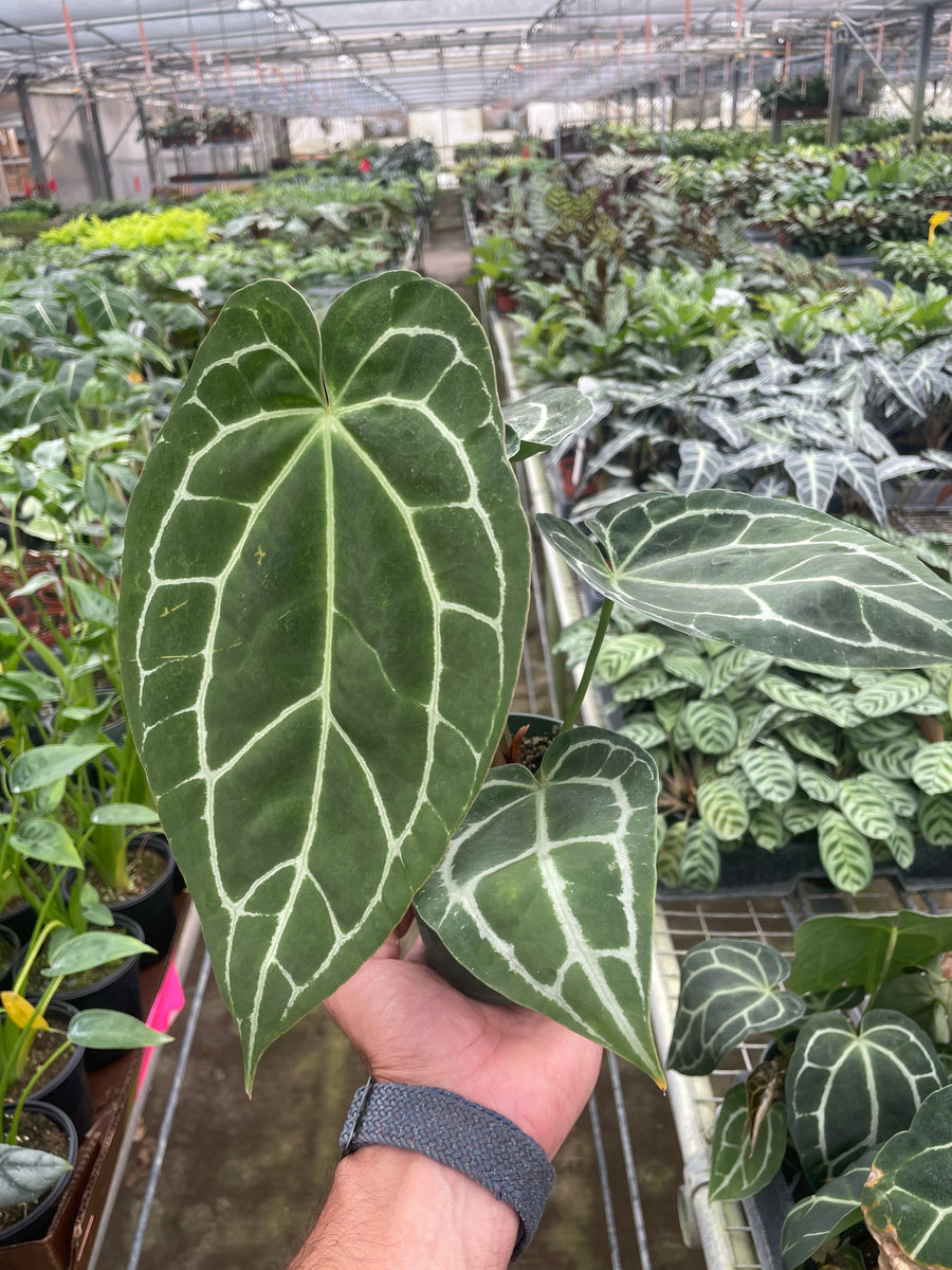 Anthurium Crystallinum – Mickey Hargitay Plants