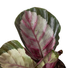 Load image into Gallery viewer, Calathea roseopicta 'Silvia'