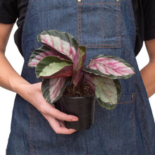 Load image into Gallery viewer, Calathea roseopicta 'Silvia'