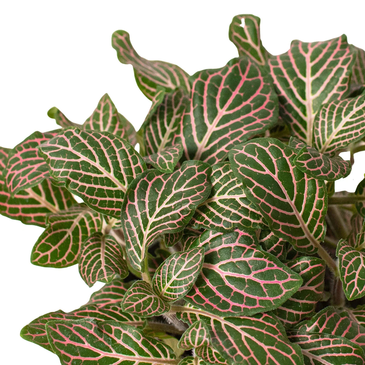 Fittonia 'Pink' – Mickey Hargitay Plants