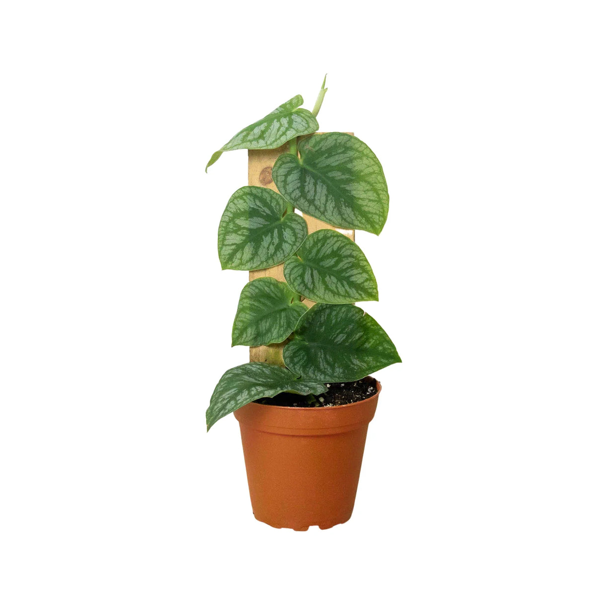 monstera dubia plant Monstera 'Dubia' (Shingle Plant) – Mickey Hargitay Plants