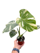 Load image into Gallery viewer, 📬 Monstera 'Thai Constellation'