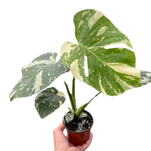 Load image into Gallery viewer, 📬 Monstera 'Thai Constellation'
