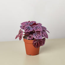 Load image into Gallery viewer, Peperomia 'Ripple Red'