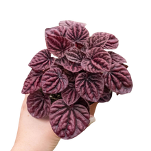 Load image into Gallery viewer, Peperomia 'Ripple Red'