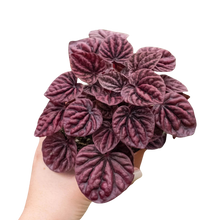 Load image into Gallery viewer, Peperomia 'Ripple Red'