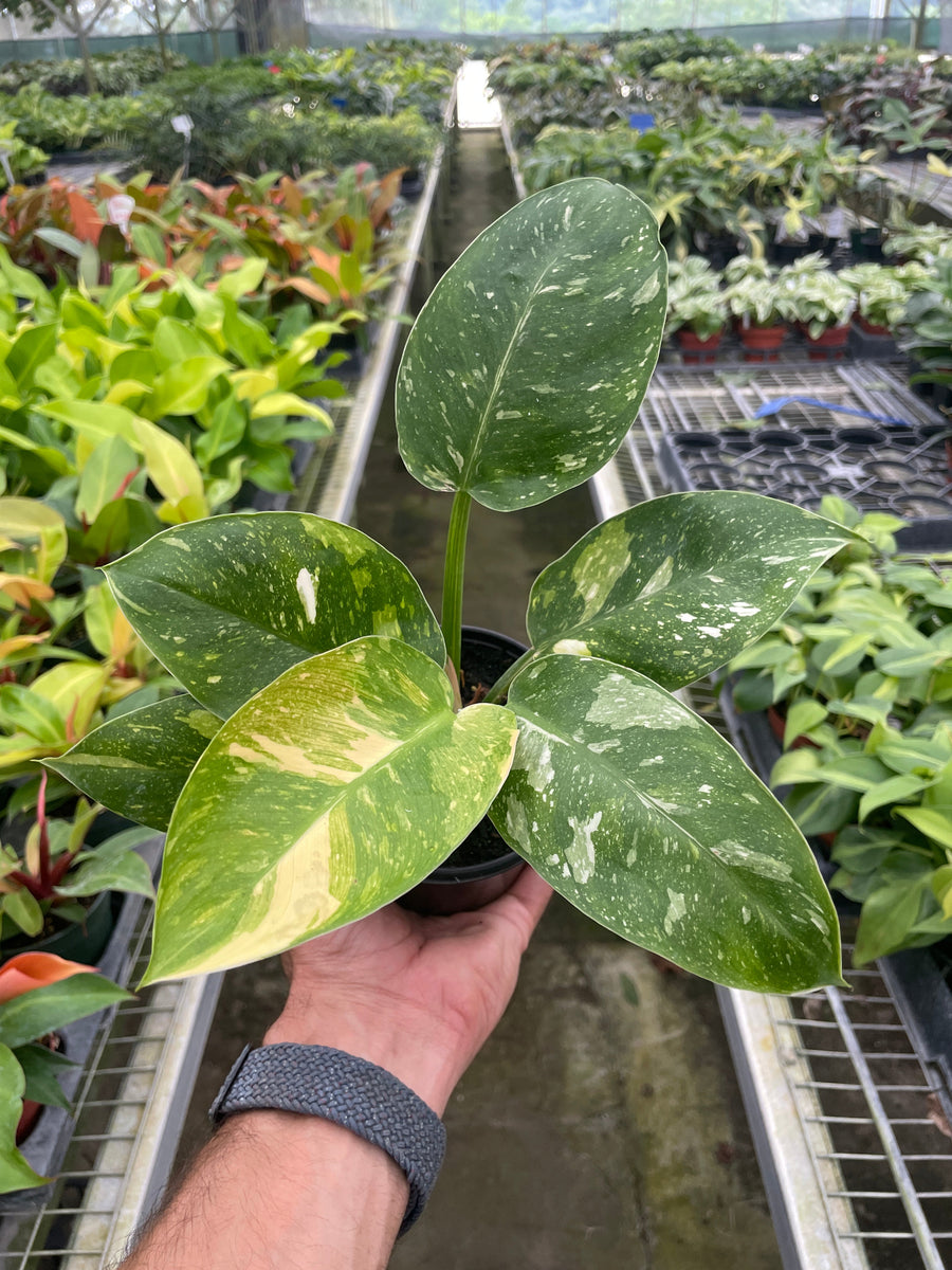 philodendron atom mangrove Philodendron 'Congo Nuclear' – Mickey Hargitay Plants