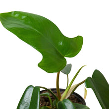 Load image into Gallery viewer, Philodendron 'Florida Green'