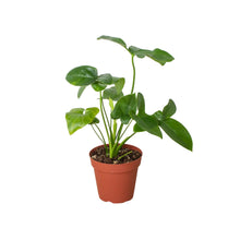 Load image into Gallery viewer, Philodendron 'Goeldii'