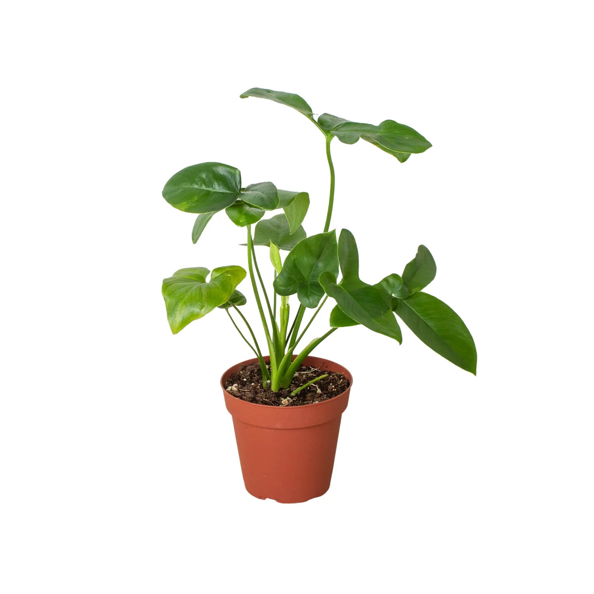 goeldii philodendron Philodendron 'Goeldii' – Mickey Hargitay Plants