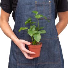 Load image into Gallery viewer, Philodendron 'Goeldii'