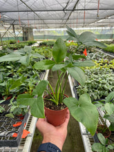 Load image into Gallery viewer, Philodendron 'Goeldii'