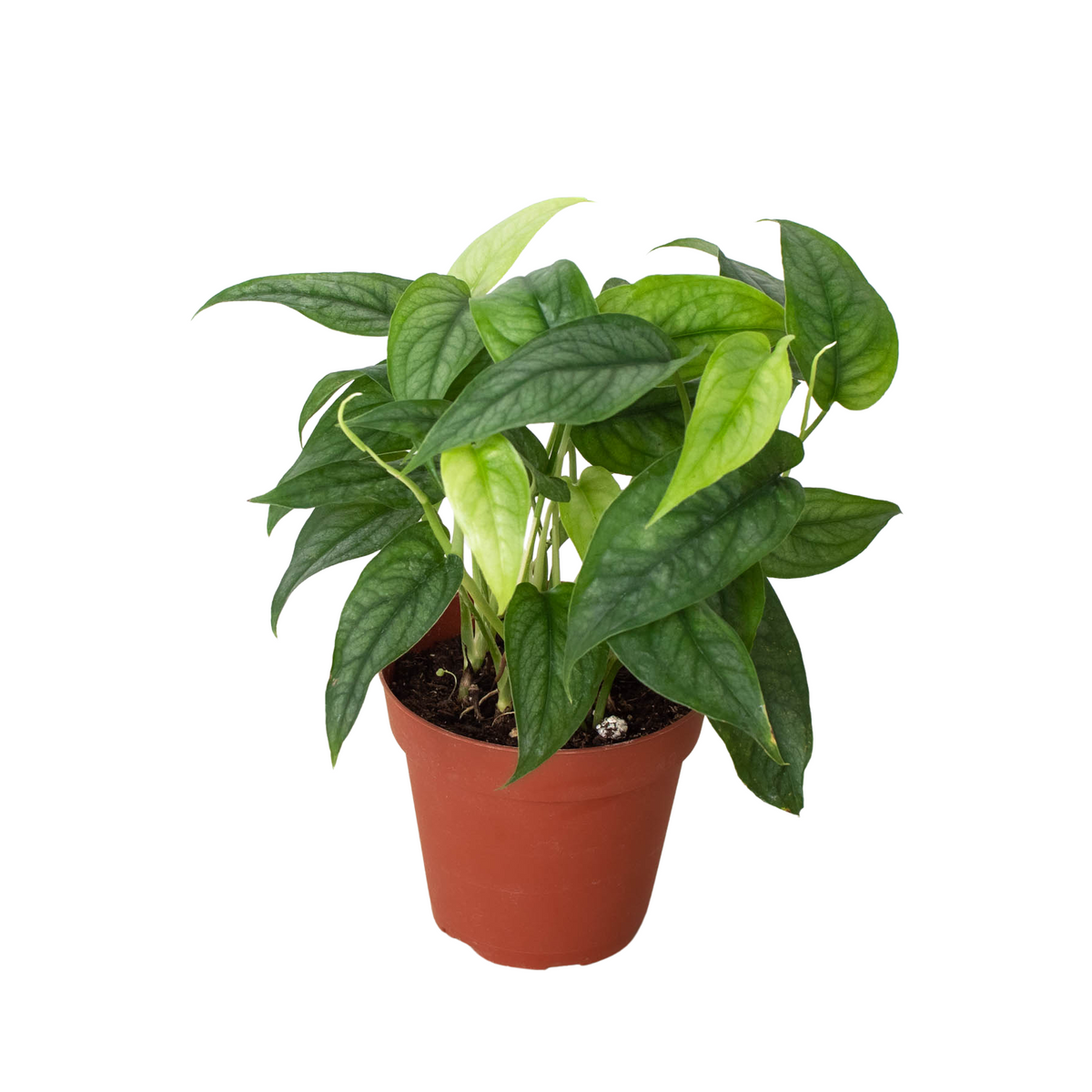 Monstera 'Siltepecana' – Mickey Hargitay Plants