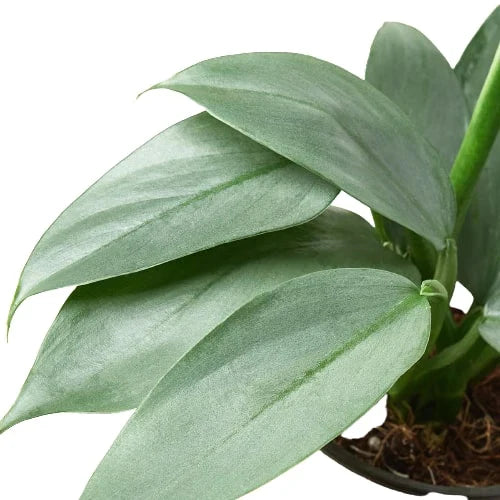 Philodendron 'Silver Sword' – Mickey Hargitay Plants