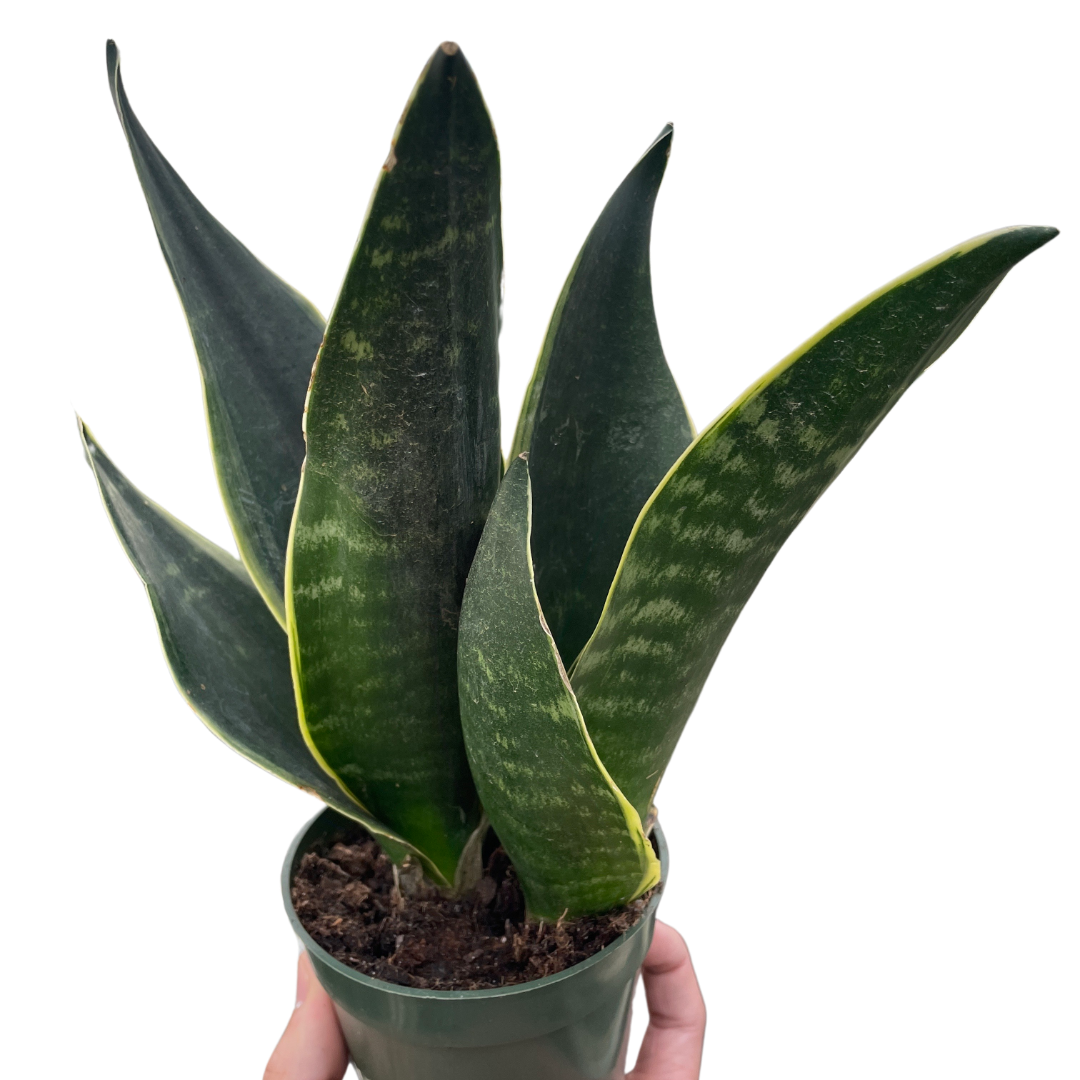 snake-fabi-mickey-hargitay-plants