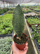 Load image into Gallery viewer, Shark Fin Snake Plant