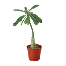 Load image into Gallery viewer, Succulent Adenium Obesum 'Desert Rose'